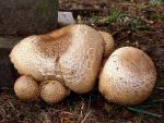 Agaricus augustus - Fungi Species | sokos jishebi | სოკოს ჯიშები